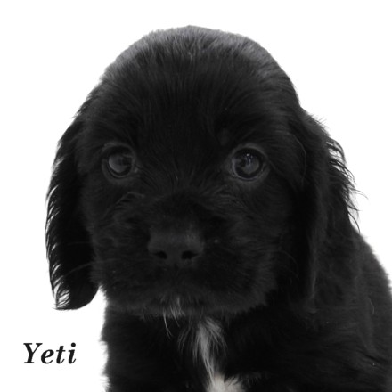 puppy, for, sale, Cocker Spaniel, Joe & Cherri  Overlease, dog, breeder, Miller, MO, dog-breeder, puppy-for-sale, forsale, nearby, find, puppyfind, locator, puppylocator, aca